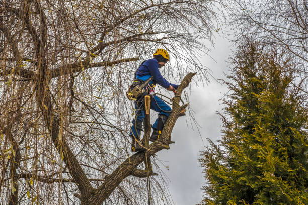 Arborist harnessed in a tree trimming bare winter branches
