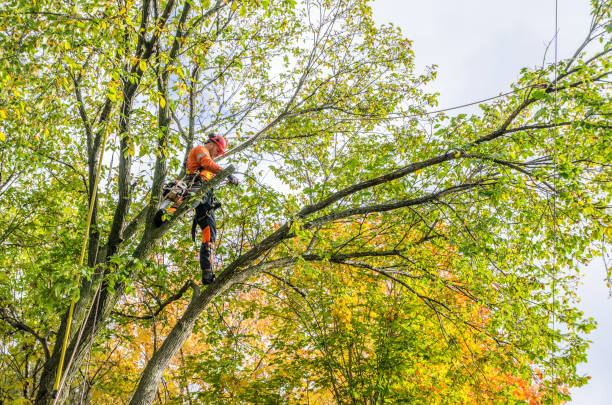 Arborist using a chainsaw to trim branches high in a tree canopy