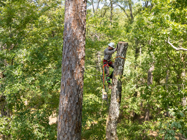 Arborist climbing a topped tree trunk during a removal job